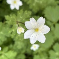 ニリンソウ,ニリンソウ,ニリンソウ,ニリンソウ,シダの画像