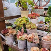 多肉植物,多肉寄せ植え,多肉棚,植物のある暮らし,多肉植物のある暮らしの画像