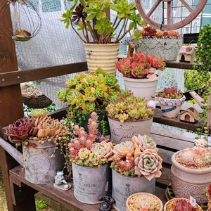 多肉植物,多肉寄せ植え,多肉棚,植物のある暮らし,多肉植物のある暮らしの画像