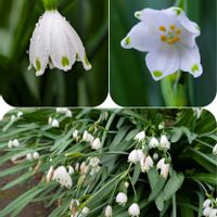 スノーフレーク,スズラン水仙,オオマツユキソウ,鉢植え,白い花の画像