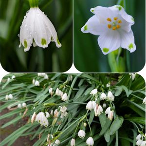 スノーフレーク,スズラン水仙,オオマツユキソウ,鉢植え,白い花の画像