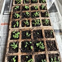 ルッコラの画像