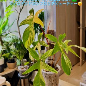 フィカス　ウンベラータ,フィロデンドロン,フィロデンドロンフロリダビューティー,植え替え,森林浴の画像