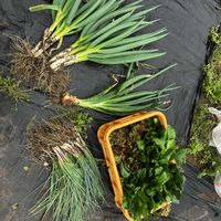 玉ねぎ,ネギ,ブロッコリー,ほうれん草,サニーレタスの画像