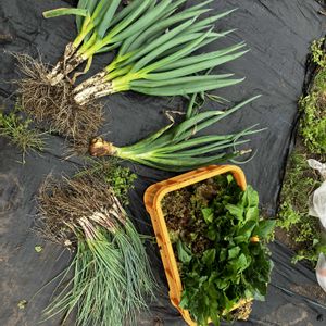 玉ねぎ,ネギ,ブロッコリー,ほうれん草,サニーレタスの画像