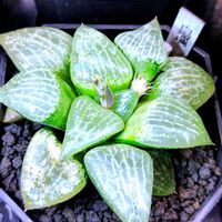 ハオルチア,多肉植物,ハオルチア属,多肉大好き,リビング・ダイニングの画像