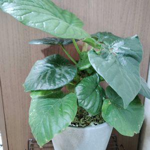 ウンベラータ,観葉植物,日光浴,初心者,ダイソー産の画像