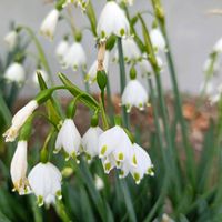 ハナニラ,スノーフレーク,ペチコート水仙,かわいい,開花の画像