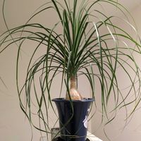 トックリヤシの画像