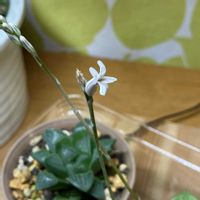 ハオルチアの画像