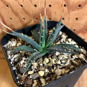 アガベ ユタエンシスエボリスピナ,実生,ユタエンシス・エボリスピナ,戦争反対の画像