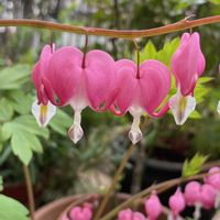 スノーフレーク,タイツリソウ,おうち園芸の画像