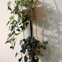 アイビー,へデラ,観葉植物,アンティーク,緑のある暮らしの画像