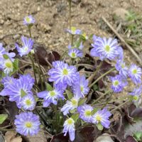 カタクリ,キクザキイチゲ,チューリップ,パンジー・ビオラ,ビオラの画像