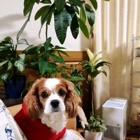 ドラセナ,パキラ,ヘデラ,アグラオネマ,コルジリネの画像