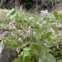 コブシ,アスパラガス,さくら サクラ 桜,白花イカリソウ,草苺 （くさいちご）の画像
