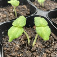 オクラ,キュウリ,バジル,大葉,種からの画像