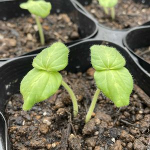 オクラ,キュウリ,バジル,大葉,種からの画像