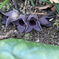 カンアオイ,コシノカンアオイ,山野草の画像