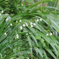 クリスマスローズ,シラユキゲシ,スノーフレーク,スノーフレーク,ハルジオンの画像