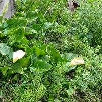 ミズバショウの画像