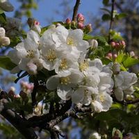 ヒメリンゴ,樹木の画像