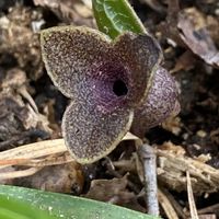 カンアオイ,クロヒメカンアオイ,山野草の画像