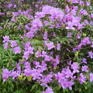 ミツバツツジ,庭園,緑のある暮らし,育てやすい,百花繚乱の画像