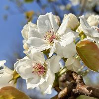 ナシ,花言葉,花と風の画像