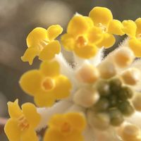 ミツマタの画像