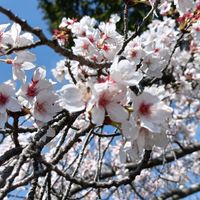 サクラ,桜,観葉植物,花のある暮らし,植中毒の画像