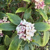 沈丁花,花のある暮らし,おうち園芸,小さな庭の画像