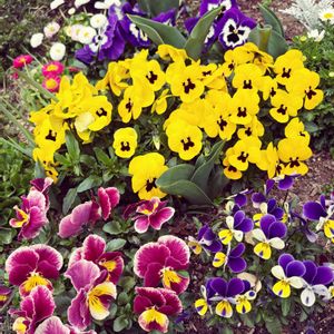 マーガレット,ビオラ,地植え,春の庭,ハンギングの画像