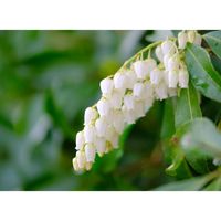 アセビ,広い庭の画像