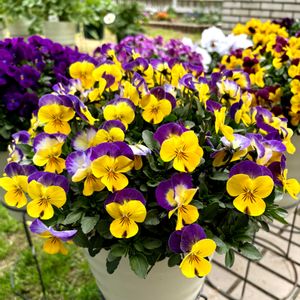 マーガレット,パンジー,ビオラ,地植え,ビオラ・パンジーの画像