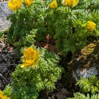 フクジュソウ,フクジュソウ,自生,霊仙山の画像