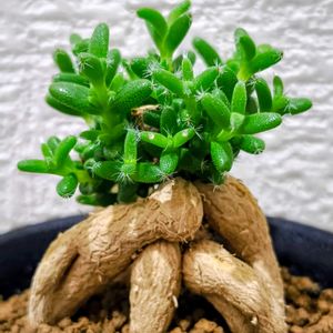 観葉植物,お買い物,ホームセンター,花のある暮らし,緑のある暮らしの画像