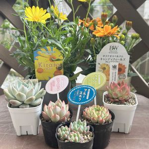 ガーデニング,ウッドデッキ,寄せ植え大好き,お迎え多肉,多肉箱の画像