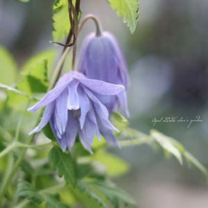 マクロペタラ・ウェッセルトン,鉢植え,青い花,HTC,ご縁に感謝の画像