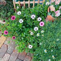 アジュガ,オステオスペルマム,ボンザマーガレット,ガーデニング,花のある暮らしの画像