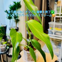 モンステラ,モンステラ　バールマルクスフレーム,森林浴,熱帯植物,癒しの空間の画像