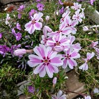 芝桜,開花,花のある暮らし,おうち園芸,小さな庭の画像