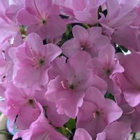 アザレア,窓辺で,花好きの画像