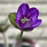 雪割草,山野草,花のある暮らし,清楚な花,繋がりに感謝✨の画像