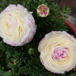 ラナンキュラス,玄関アプローチの画像