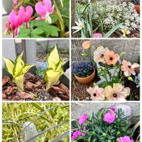 ダイアンサス,ラナンキュラス,多肉,ギボウシ（ホスタ）,たいつりそうの画像