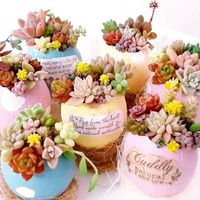 多肉植物,自作鉢,セダム属,多肉寄せ植え,癒しの画像