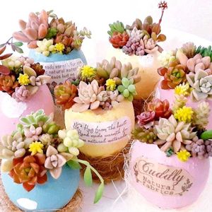多肉植物,自作鉢,セダム属,多肉寄せ植え,癒しの画像