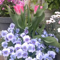 クレマチス,チューリップ,ローダンセマム,ビオラ,ラナンキュラス・ラックス アリアドネの画像