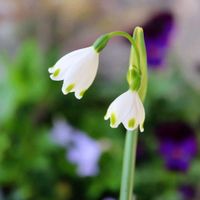 サクラ,サクラ,スノーフレーク,スノーフレーク,チューリップの画像